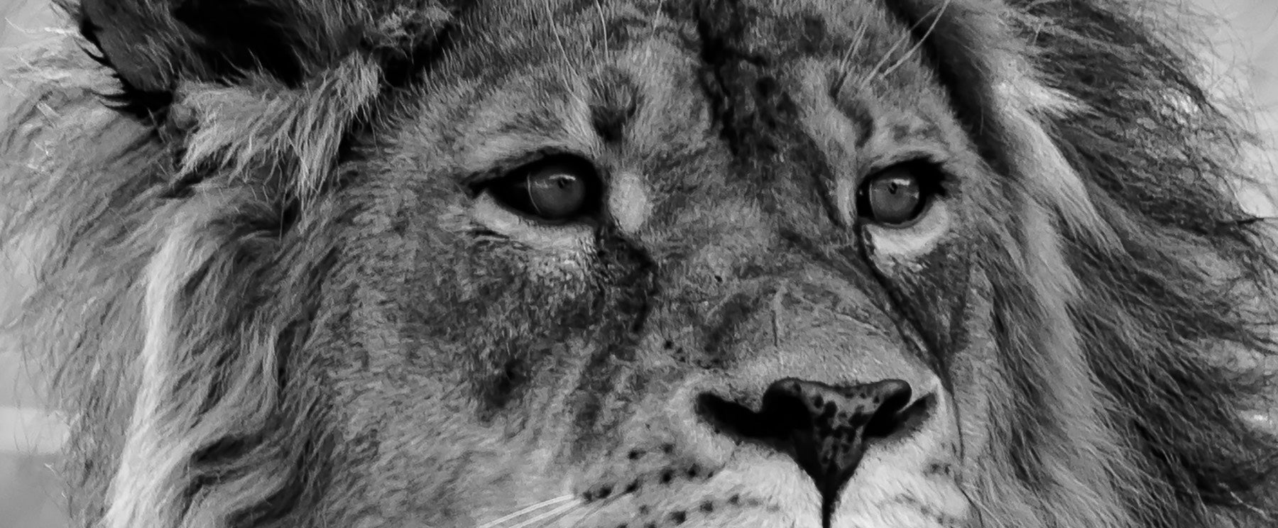 Program Design for Raw Strength