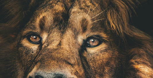 Visualization Techniques for Strength Athletes