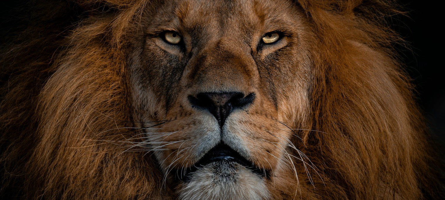 Health Benefits of Lion’s Mane: Cognitive Performance Boost